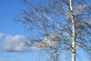 birkenholz preiswert als brennholz kaminholz kaufen