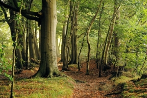 buchenholz als brennholz kaminholz kaufen