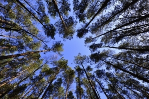 Kaminholz Ratgeber Wald als Holzlieferant